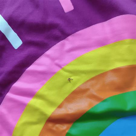 کراپ شلوارک رنگی Rain bow تکسایز